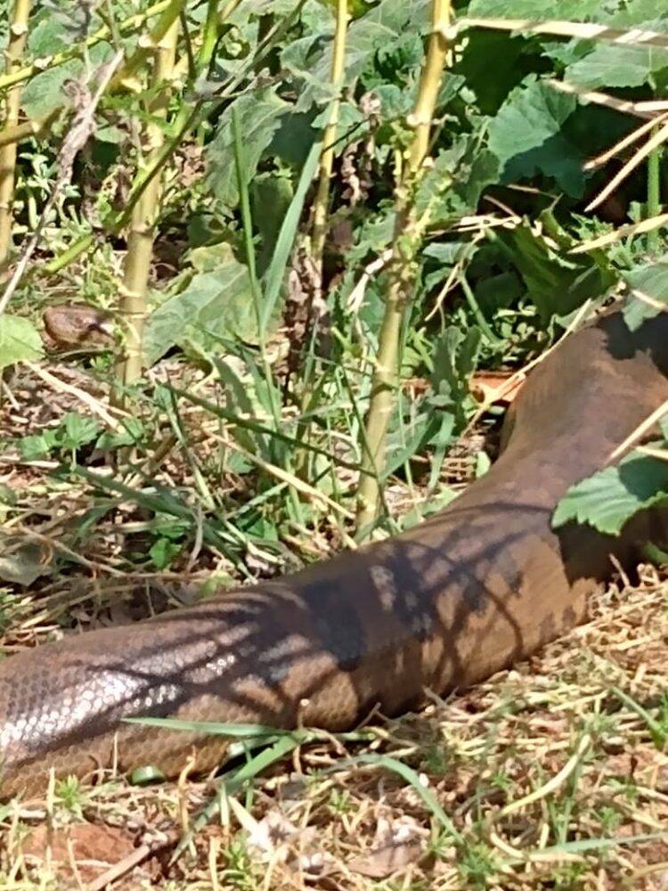 Sucuri de Guaíra é capturada pelo Corpo de Bombeiros