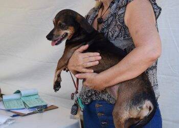Clínica credenciada iniciou chamamento para castrações de cães e gatos