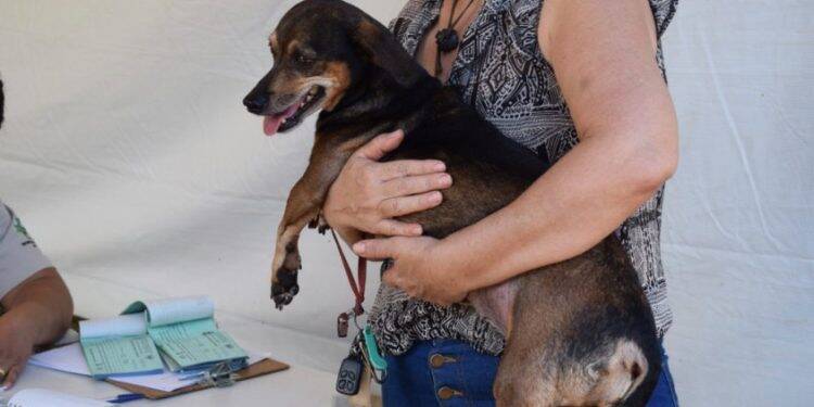 Clínica credenciada iniciou chamamento para castrações de cães e gatos