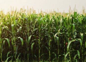 Homem baleado durante furto de milho morre no Hospital Municipal