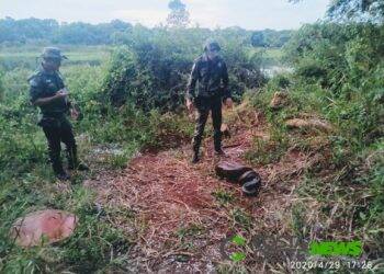 Cobra sucuri capturada em Guaíra é solta no Refúgio Biológico de Santa Helena