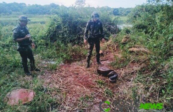 Cobra sucuri capturada em Guaíra é solta no Refúgio Biológico de Santa Helena