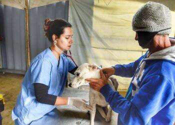 No Paraná, incluindo Foz, 15 mil animais domésticos serão castrados