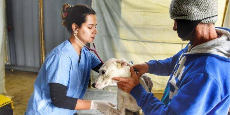 No Paraná, incluindo Foz, 15 mil animais domésticos serão castrados