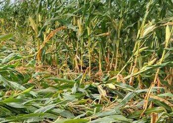 Homem é baleado enquanto furtava milho na Aparecidinha