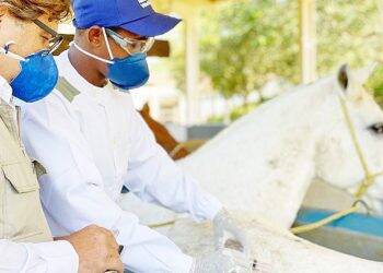 Soro a partir de plasma de cavalos é aposta brasileira para combate à Covid-19