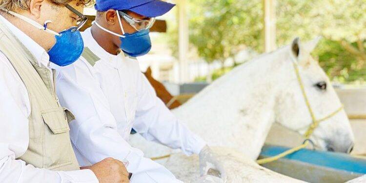 Soro a partir de plasma de cavalos é aposta brasileira para combate à Covid-19