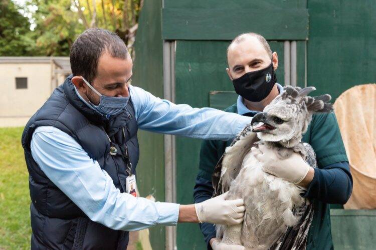 Viagem inédita: harpias de Itaipu vão ganhar lar em zoológico da França