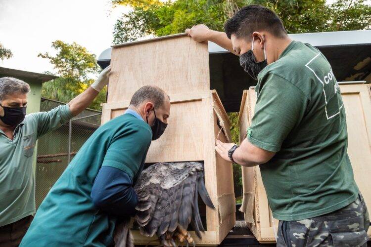 Viagem inédita: harpias de Itaipu vão ganhar lar em zoológico da França