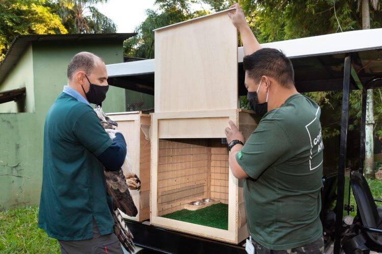 Viagem inédita: harpias de Itaipu vão ganhar lar em zoológico da França
