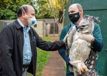 Viagem inédita: harpias de Itaipu vão ganhar lar em zoológico da França