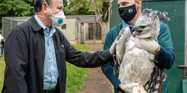 Viagem inédita: harpias de Itaipu vão ganhar lar em zoológico da França