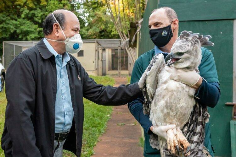 Viagem inédita: harpias de Itaipu vão ganhar lar em zoológico da França