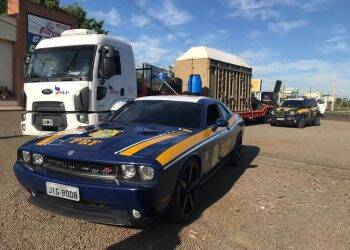 Elefanta que vivia em Buenos Aires passa por Foz com destino ao Mato Grosso