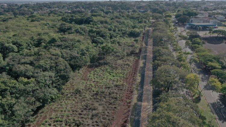 Plantio de mudas contribui com regeneração vegetal de fragmento florestal, na Vila A