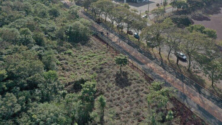 Plantio de mudas contribui com regeneração vegetal de fragmento florestal, na Vila A