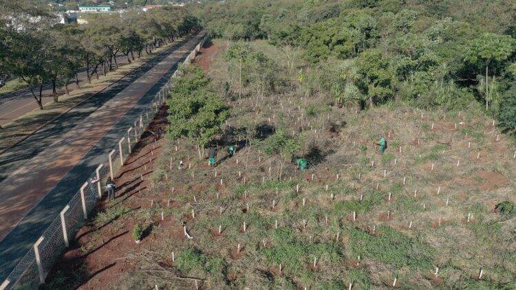Plantio de mudas contribui com regeneração vegetal de fragmento florestal, na Vila A