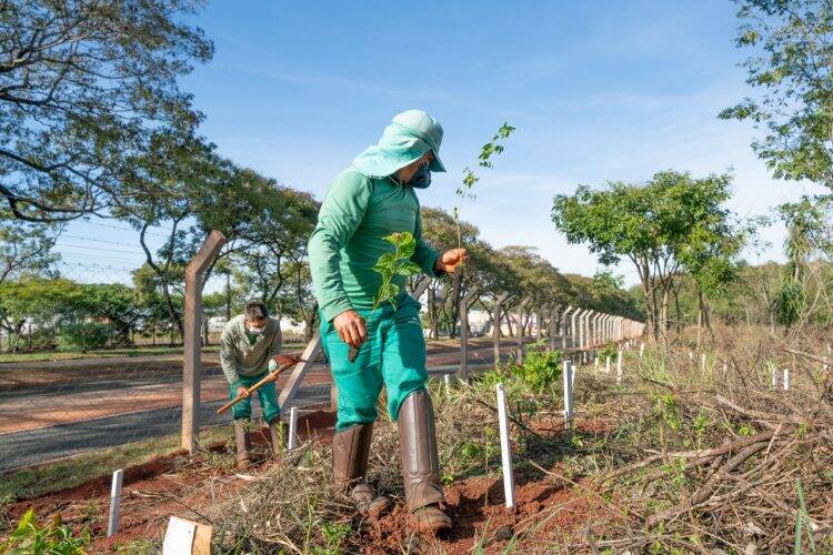 Plantio de mudas contribui com regeneração vegetal de fragmento florestal, na Vila A