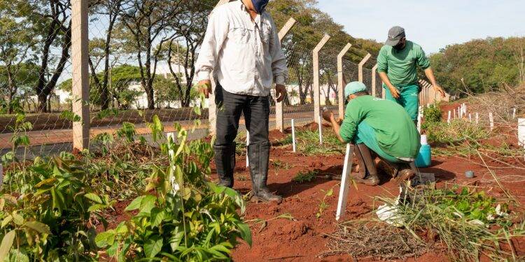Plantio de mudas contribui com regeneração vegetal de fragmento florestal, na Vila A