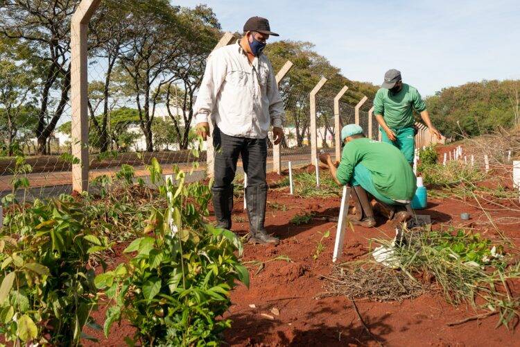 Plantio de mudas contribui com regeneração vegetal de fragmento florestal, na Vila A