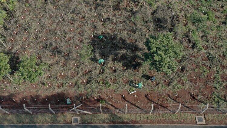 Plantio de mudas contribui com regeneração vegetal de fragmento florestal, na Vila A