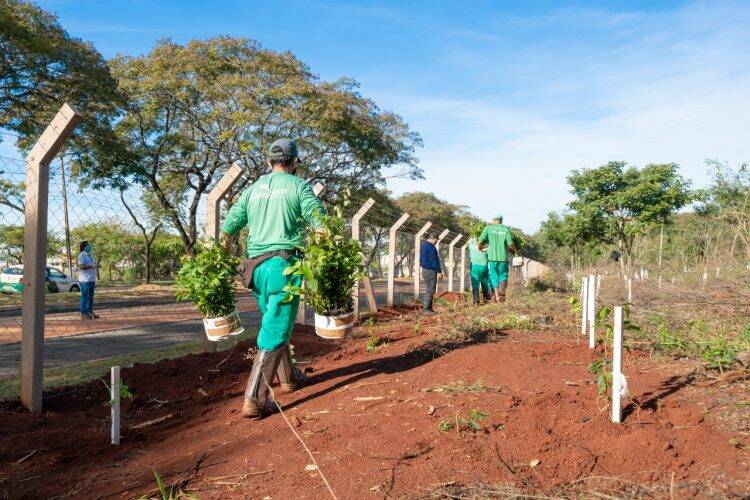 Plantio de mudas contribui com regeneração vegetal de fragmento florestal, na Vila A