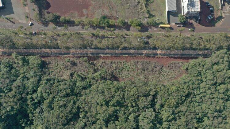 Plantio de mudas contribui com regeneração vegetal de fragmento florestal, na Vila A