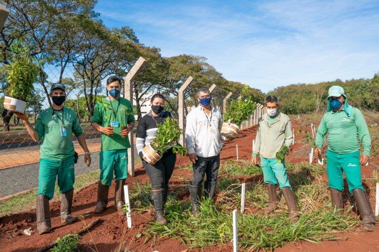 Plantio de mudas contribui com regeneração vegetal de fragmento florestal, na Vila A