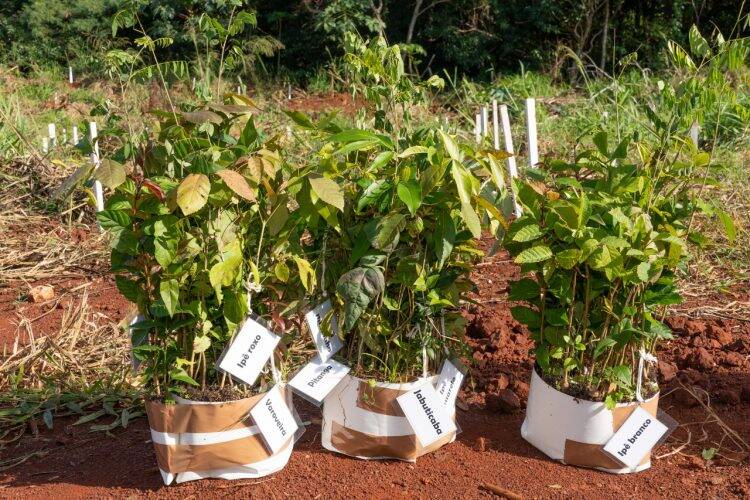 Plantio de mudas contribui com regeneração vegetal de fragmento florestal, na Vila A