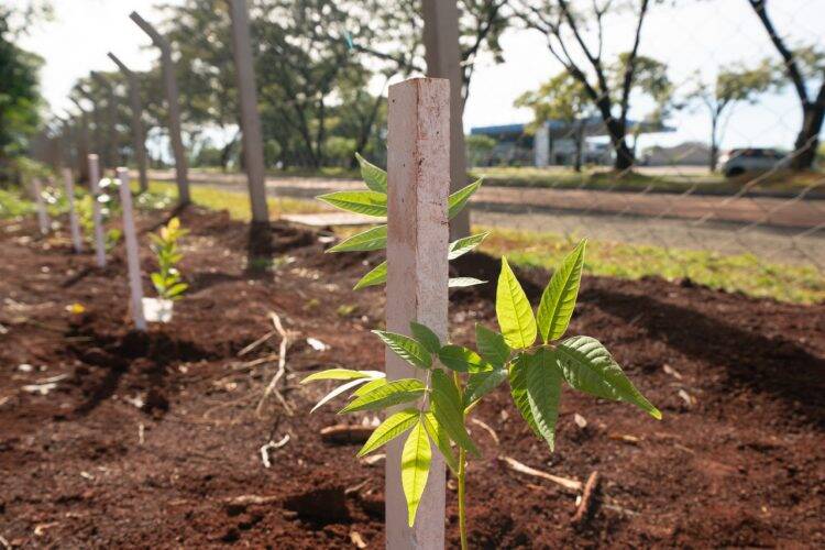 Plantio de mudas contribui com regeneração vegetal de fragmento florestal, na Vila A