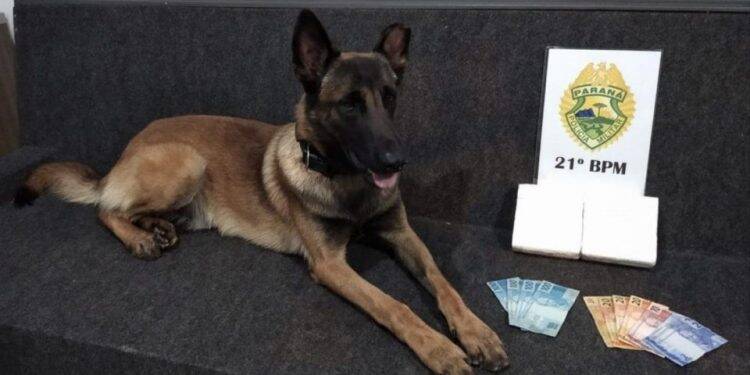Policial Militar é presa após cachorro da corporação encontrar drogas com ela