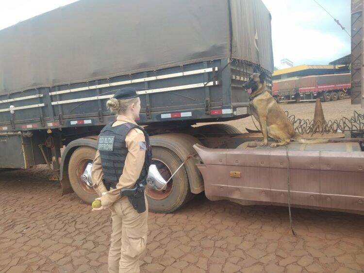 Cães farejadores dinamizam patrulhamento do BPFron