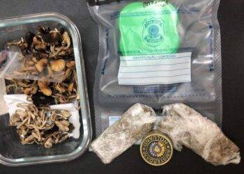 Cogumelos alucinógenos enviados de Foz para bairros nobres de Vitória são apreendidos