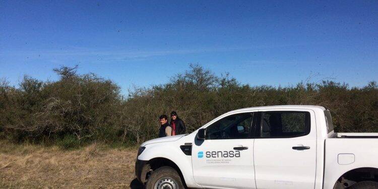 Argentina combate nuvem de gafanhotos com aviões e diminui quantidade da praga