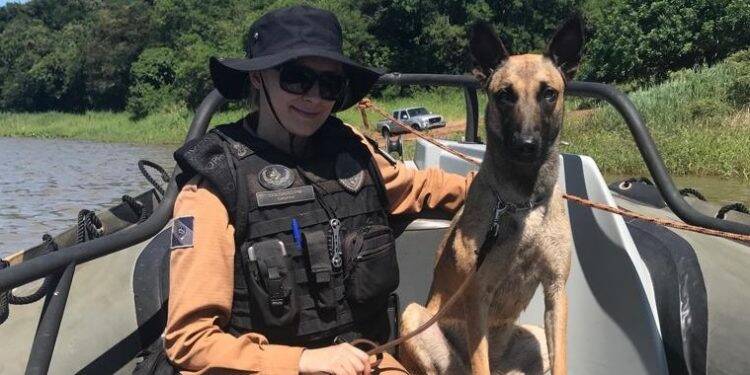 Cães farejadores dinamizam patrulhamento do BPFron