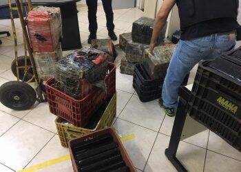 Polícia Civil apreende meia tonelada de maconha no Três Bandeiras