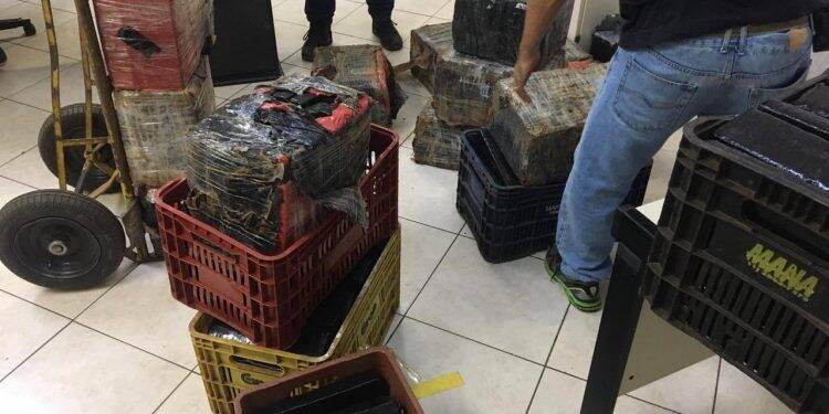 Polícia Civil apreende meia tonelada de maconha no Três Bandeiras