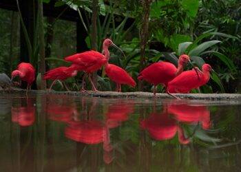 Parque das Aves reabre ao público depois de quase 3 meses fechado