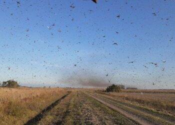 Governo traça diretrizes para eventual combate a gafanhotos no país