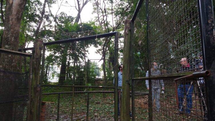 Jabutis são furtados do Bosque Guarani