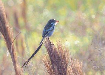 Integrante da equipe do Parque das Aves registra ave que não era visualizada há anos no Brasil