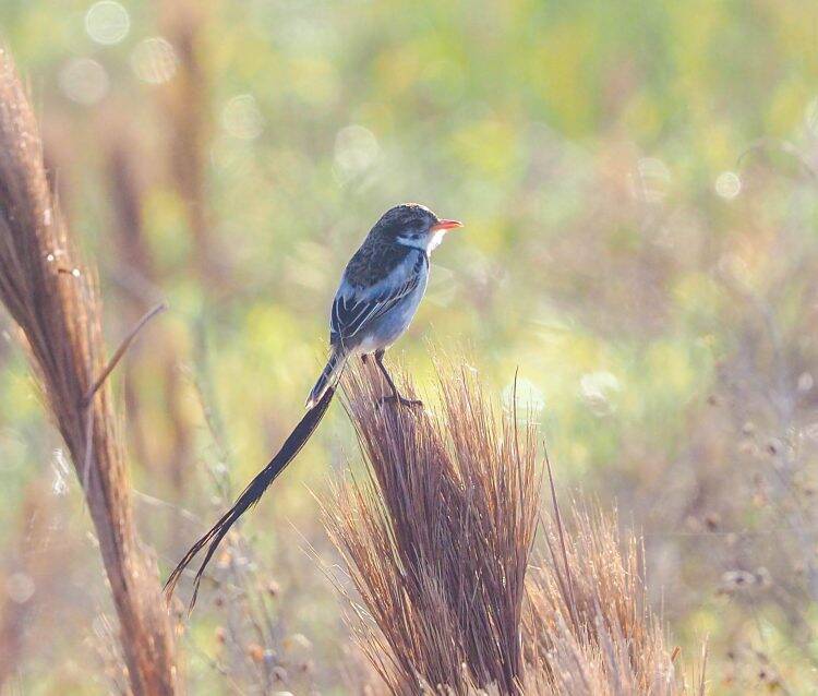 Integrante da equipe do Parque das Aves registra ave que não era visualizada há anos no Brasil
