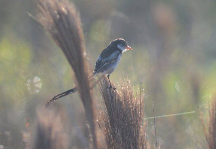 Integrante da equipe do Parque das Aves registra ave que não era visualizada há anos no Brasil