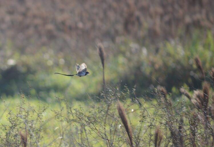 Integrante da equipe do Parque das Aves registra ave que não era visualizada há anos no Brasil
