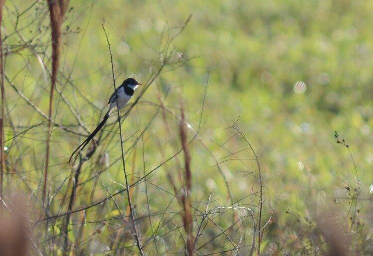 Integrante da equipe do Parque das Aves registra ave que não era visualizada há anos no Brasil