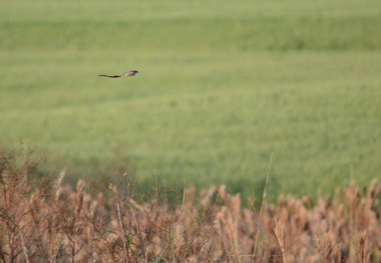 Integrante da equipe do Parque das Aves registra ave que não era visualizada há anos no Brasil