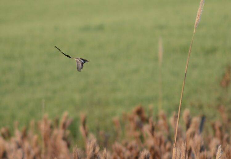 Integrante da equipe do Parque das Aves registra ave que não era visualizada há anos no Brasil