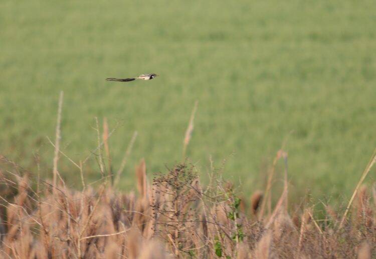 Integrante da equipe do Parque das Aves registra ave que não era visualizada há anos no Brasil