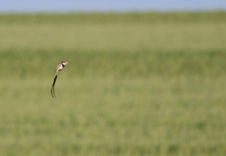 Integrante da equipe do Parque das Aves registra ave que não era visualizada há anos no Brasil