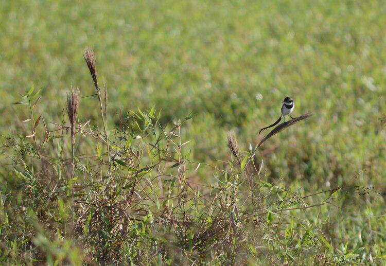Integrante da equipe do Parque das Aves registra ave que não era visualizada há anos no Brasil